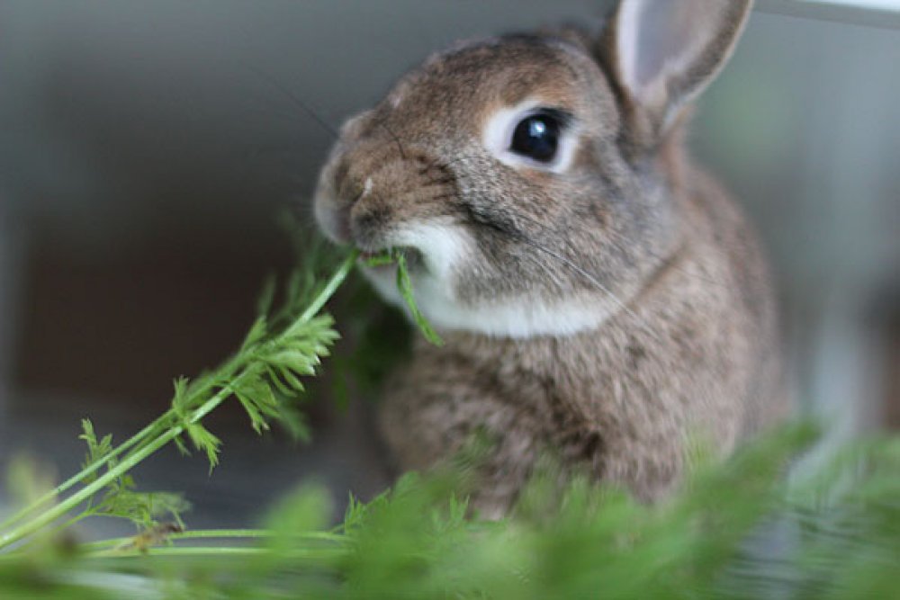 Do you know that eating rabbits is good for your health?
