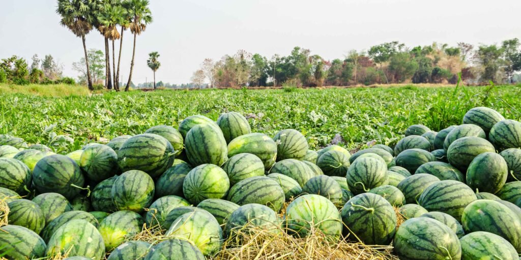 Watermelon Business - How to Start a Profitable Watermelon Farming in Nigeria?